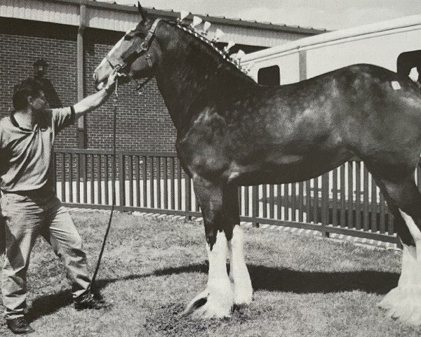 Zuchtstute Oak Park Megan (Clydesdale, 1997, von Brucedale W.J. Billy)