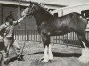 broodmare Oak Park Megan (Clydesdale, 1997, from Brucedale W.J. Billy)