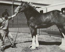 Zuchtstute Oak Park Megan (Clydesdale, 1997, von Brucedale W.J. Billy)