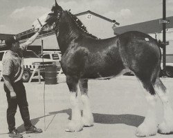 Zuchtstute Will Laddie Rosy (Clydesdale, 1997, von Wilkiegil Gore Laddie)