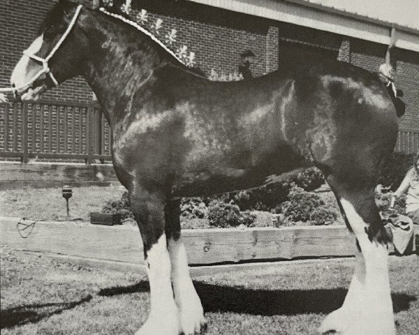 broodmare Brookside Style (Clydesdale, 1997, from Favama Royal Aristocrat)