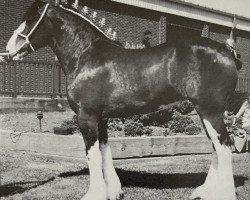 broodmare Brookside Style (Clydesdale, 1997, from Favama Royal Aristocrat)