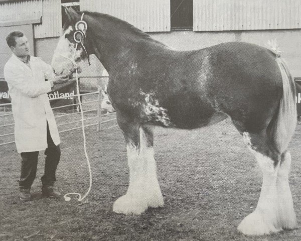 Zuchtstute Fairnington Lady Helen (Clydesdale,  , von Greendykes Benjie)