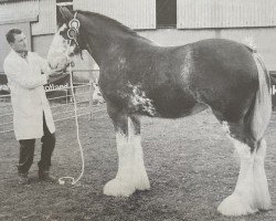 broodmare Fairnington Lady Helen (Clydesdale,  , from Greendykes Benjie)