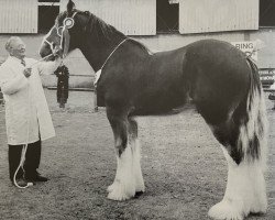 Deckhengst Highfield Omaha (Clydesdale, 1999, von Dillars Leader)