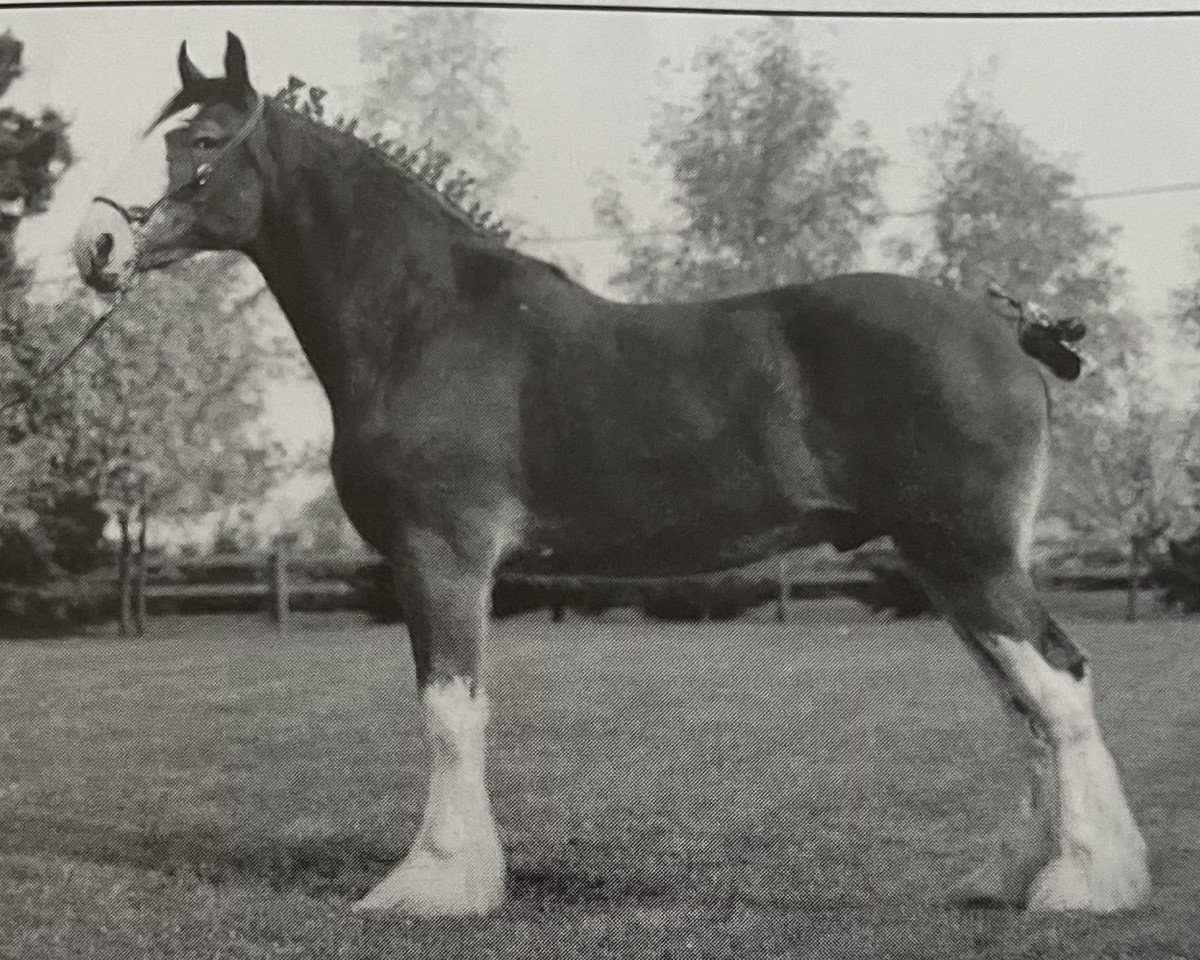 horse Otter Creek Commander Connor (Clydesdale, 1998, from Thistleridge Eaton Masterpiece)