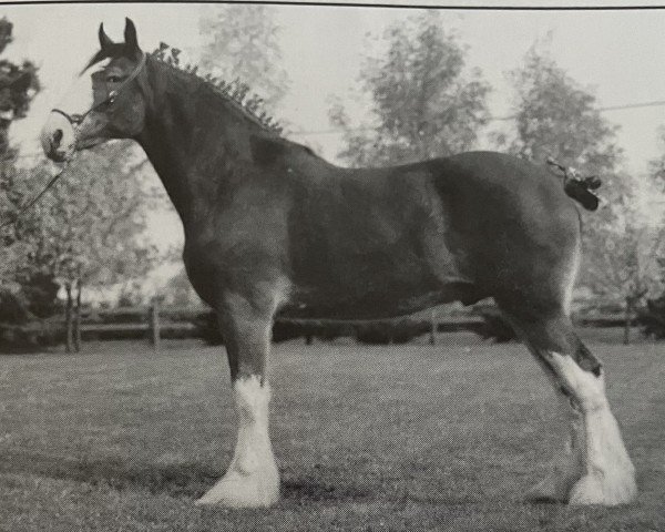 horse Otter Creek Commander Connor (Clydesdale, 1998, from Thistleridge Eaton Masterpiece)