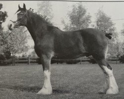 Pferd Otter Creek Commander Connor (Clydesdale, 1998, von Thistleridge Eaton Masterpiece)