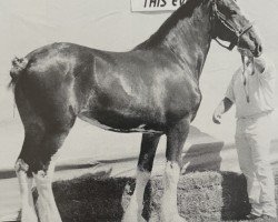 horse Langbank Miss Carsons Kick (Clydesdale, 1999, from Belleau Annett's Adam)