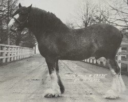 Pferd Music Hall 20681 (Clydesdale, 1920, von Dunure Footprint 15203)