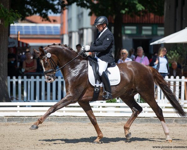 stallion Libero 133 (Hanoverian, 2015, from Livaldon)