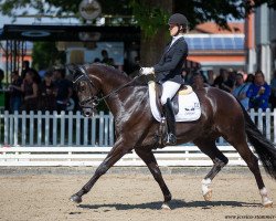 dressage horse Dark Hill (Hanoverian, 2015, from Damon Hill)