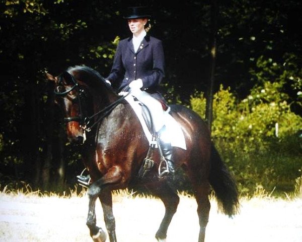 broodmare Nicarla (KWPN (Royal Dutch Sporthorse), 1995, from Contango)
