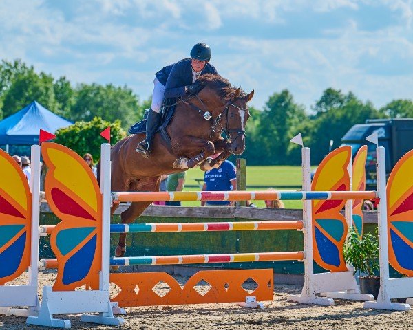 jumper Talea 7 (Hanoverian, 2015, from Tangelo van de Zuuthoeve)