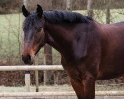 jumper Duke of Dallas (Oldenburg show jumper, 2020, from Dallas VDL Z)