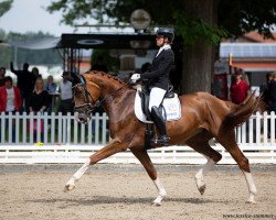 dressage horse Despacita 3 (Westphalian, 2015, from Tannenhof's Download)