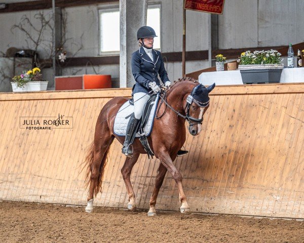 Dressurpferd Calimero HS (Deutsches Reitpony, 2020, von Cooper County WE)