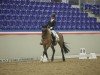 Dressurpferd Adliger (Arabisches Halbblut / Partbred, 2009, von Arystokrat AA)