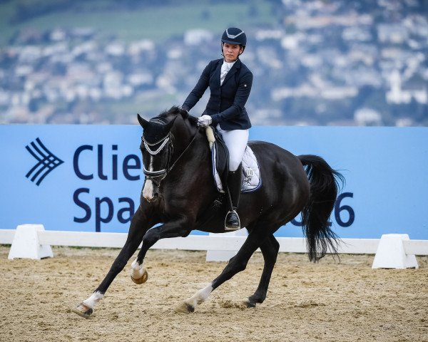 dressage horse Kookai Carla (KWPN (Royal Dutch Sporthorse), 2015, from Desperado)