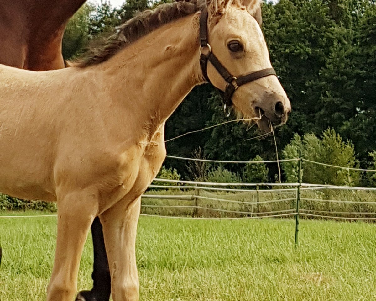 broodmare Ponymims Durch dick und dünn (German Riding Pony, 2020, from Diamond Touch NRW)