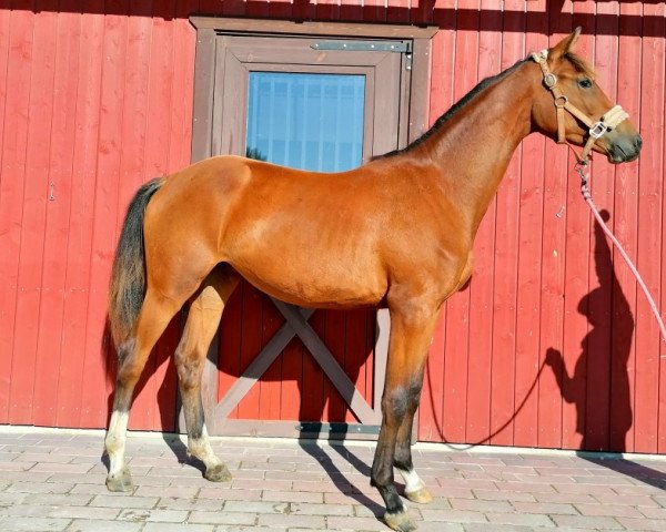 dressage horse Fiona Carla (KWPN (Royal Dutch Sporthorse), 2019, from Franklin)