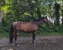 dressage horse Olympico 3 (Trakehner, 2004, from Cadeau)