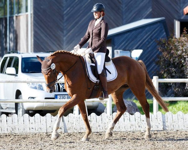 broodmare Givenchy Carla (KWPN (Royal Dutch Sporthorse), 2011, from Apache)