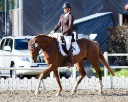 Zuchtstute Givenchy Carla (KWPN (Niederländisches Warmblut), 2011, von Apache)