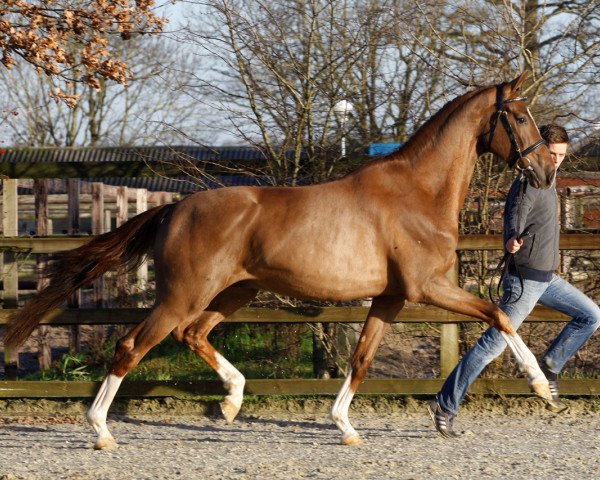 stallion Impact TN (KWPN (Royal Dutch Sporthorse), 2013, from Sir Donnerhall I)