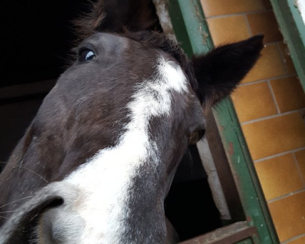 broodmare Lissi (Württemberger, 2001)