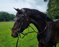 jumper Firoza d'Amour (Hanoverian, 2016, from Flic Flac)