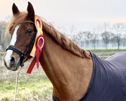 dressage horse Via Velvet (German Riding Pony, 2014, from Pikachu)