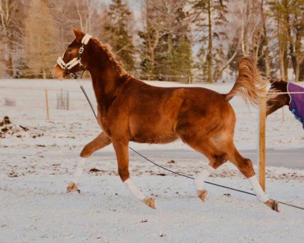 dressage horse Ingver Carla (KWPN (Royal Dutch Sporthorse), 2018, from Impact TN)