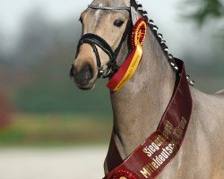 dressage horse Malibu RS (German Riding Pony, 2022, from Mescal 15)