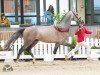 Springpferd Corello RS (Holsteiner, 2021, von Cornet Obolensky)