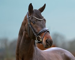 stallion Tesino RS (Oldenburg, 2021, from Total Hope OLD)