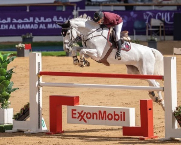 Springpferd Lisa Perina F (KWPN (Niederländisches Warmblut), 2016, von Cape Coral Rbf Z)