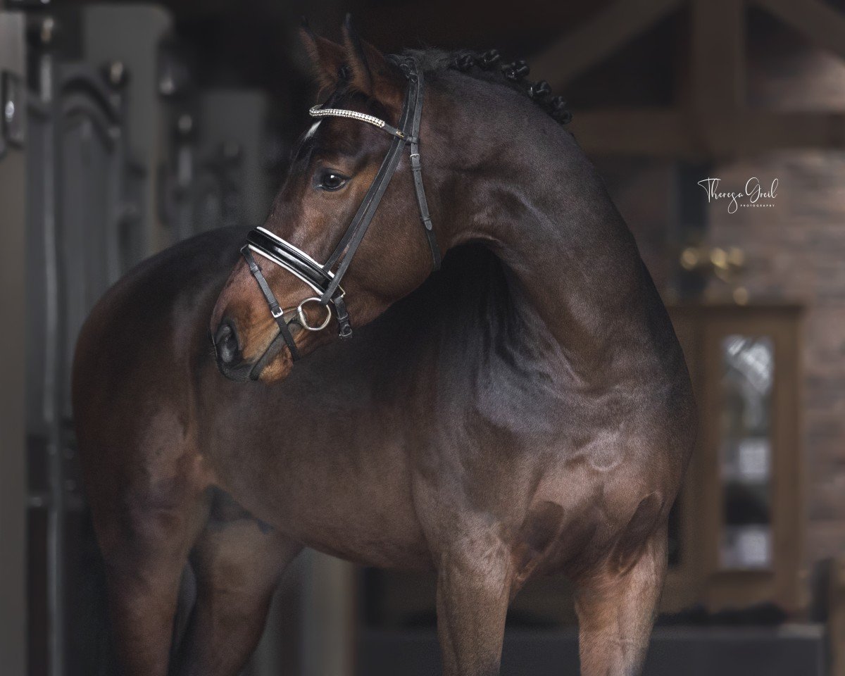 Deckhengst Cornets Chindoctro (KWPN (Niederländisches Warmblut), 2018, von Cornet Obolensky)