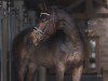 stallion Cornets Chindoctro (KWPN (Royal Dutch Sporthorse), 2018, from Cornet Obolensky)