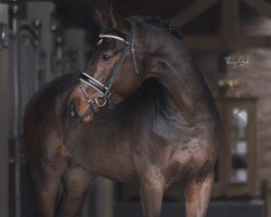 stallion Cornets Chindoctro alias Nooit Gedacht (KWPN (Royal Dutch Sporthorse), 2018, from Cornet Obolensky)