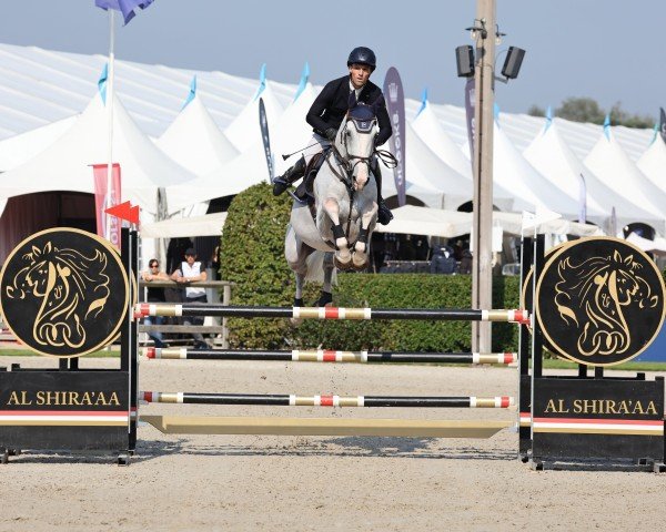 stallion Zirdento Blue (KWPN (Royal Dutch Sporthorse), 2019, from Zirocco Blue)