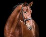 stallion Elton Z (Zangersheide riding horse, 2020, from El Barone 111 Z)