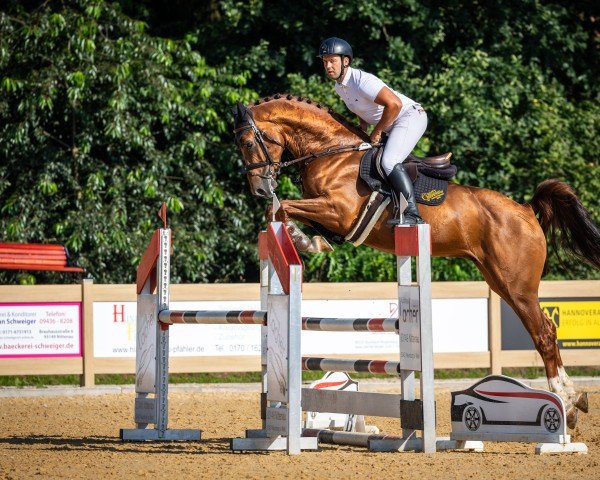 stallion Hernandez de la Cigale Z (Zangersheide riding horse, 2019, from Highway Tn N.O.P.)