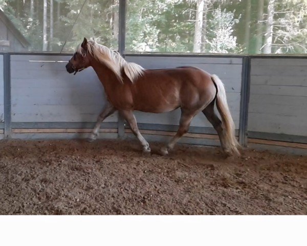 broodmare Ankara (Haflinger, 2005, from Al Martino)