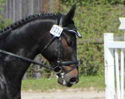 jumper Rock Diamond 3 (Hanoverian, 2009, from Rock Brasiliano)