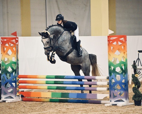 jumper Checkta (Oldenburg show jumper, 2020, from K.i Checkter)