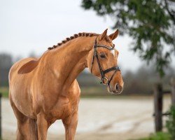 stallion Calvin Klein RS (German Sport Horse, 2020, from Casall Ask)