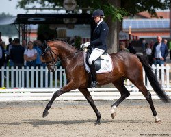 dressage horse Sheona (Hanoverian, 2015, from Sir Heinrich OLD)