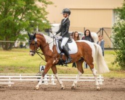 horse Samor 9 (German Riding Pony, 2014, from OM El Shampane ox)