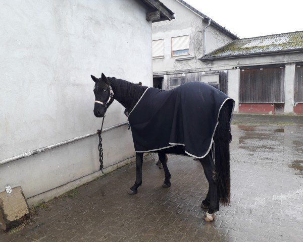 dressage horse Delano 127 (Hanoverian, 2015, from Dubarry 41)